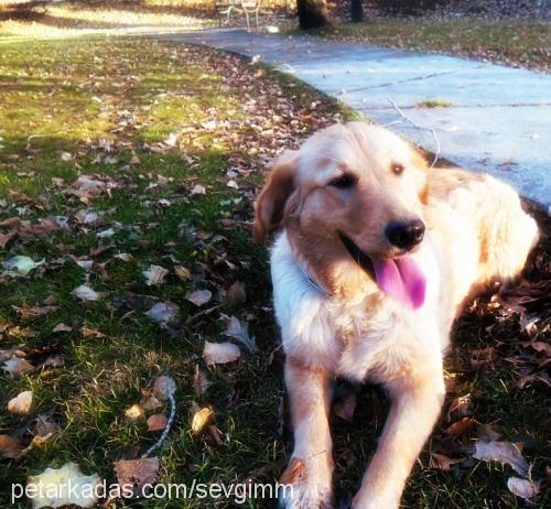 lady Dişi Golden Retriever