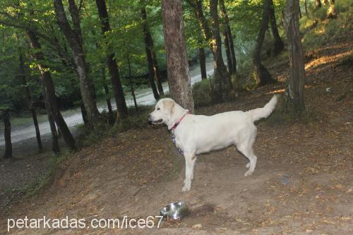 ice Dişi Golden Retriever