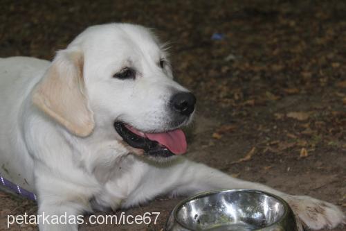 ice Dişi Golden Retriever