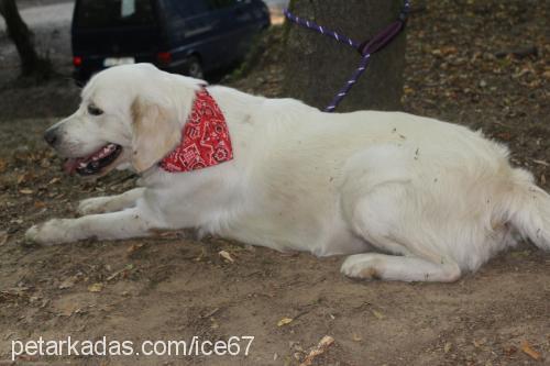 ice Dişi Golden Retriever