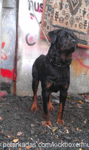 kivanç Erkek Rottweiler