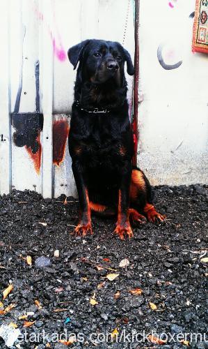 kivanç Erkek Rottweiler