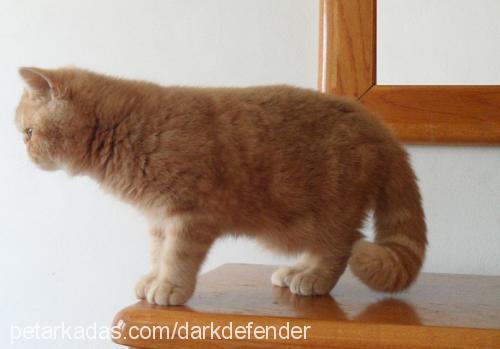 goldenlady Dişi Exotic Shorthair