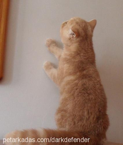 goldenlady Dişi Exotic Shorthair