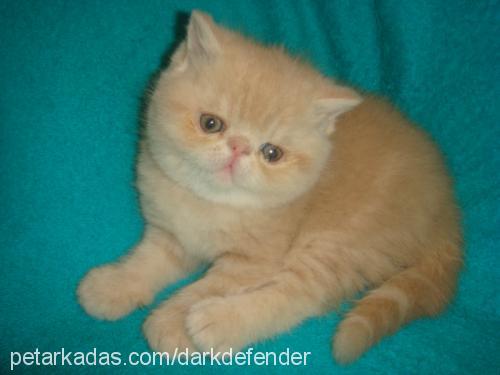 goldenlady Dişi Exotic Shorthair