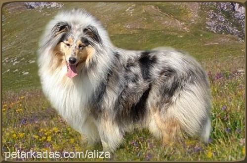 aksu-bleue Dişi Collie