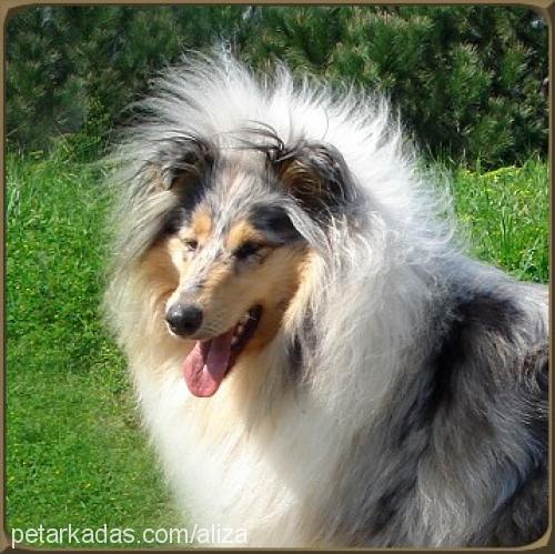 aksu-bleue Dişi Collie