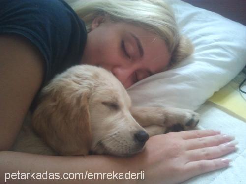 linda Dişi Golden Retriever