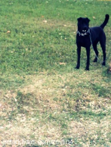 zeytİnshar Dişi Labrador Retriever