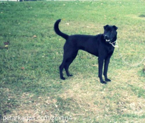 zeytİnshar Dişi Labrador Retriever