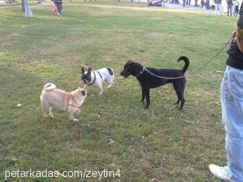 zeytİnshar Dişi Labrador Retriever