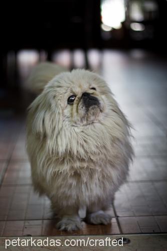 pamuk Erkek Pekingese