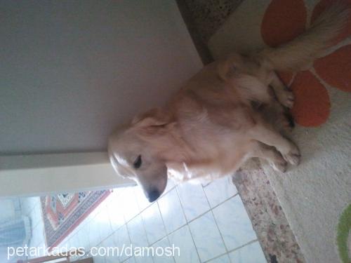 candy Dişi Golden Retriever