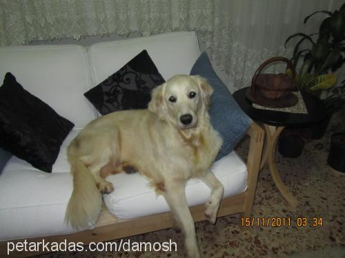 candy Dişi Golden Retriever