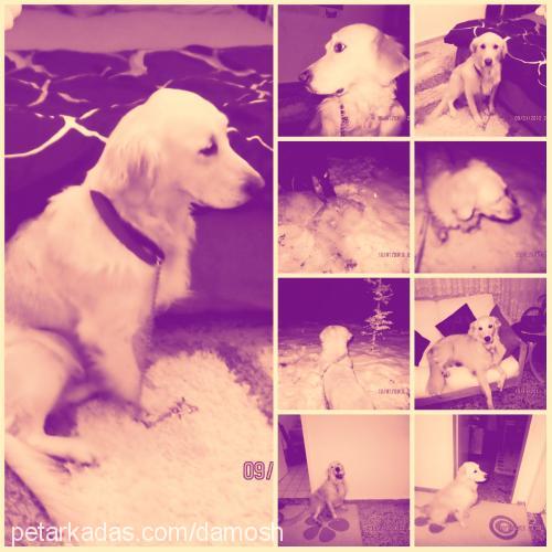 candy Dişi Golden Retriever