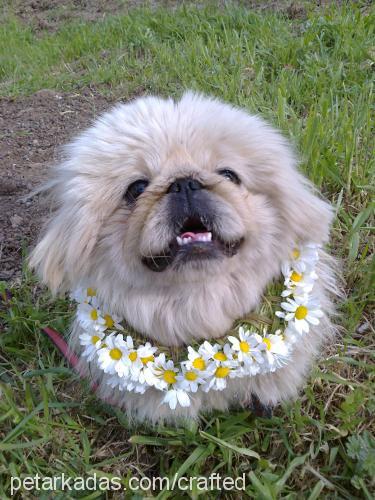 pamuk Erkek Pekingese