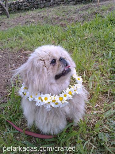 pamuk Erkek Pekingese