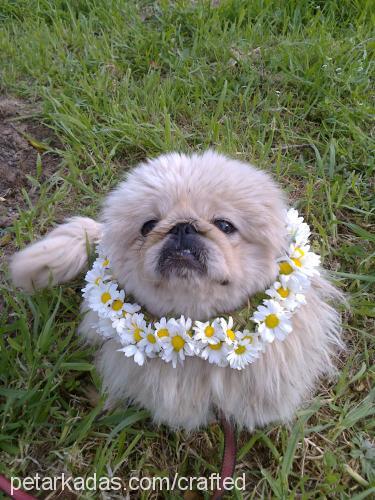 pamuk Erkek Pekingese