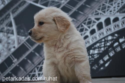 paşa Erkek Golden Retriever