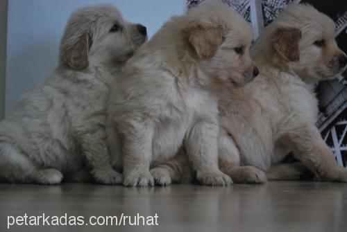 paşa Erkek Golden Retriever