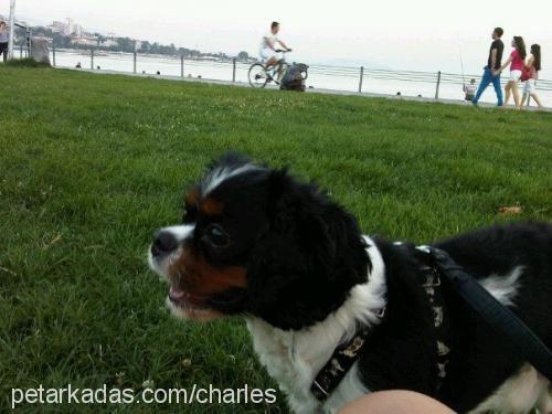 oglusum Erkek King Charles Spaniel