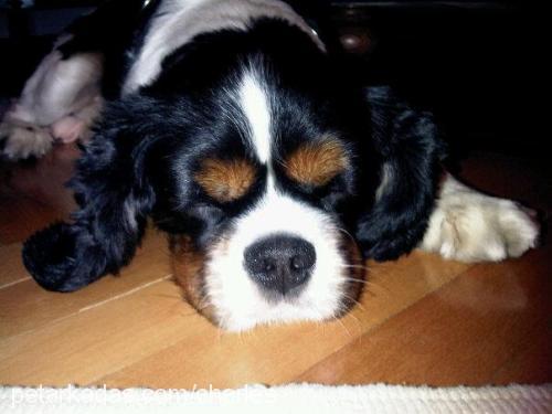 oglusum Erkek King Charles Spaniel