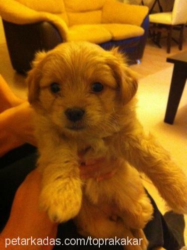 toprak Dişi Norfolk Terrier