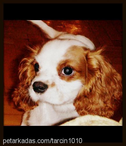 tarçın Erkek Cavalier King Charles Spanieli