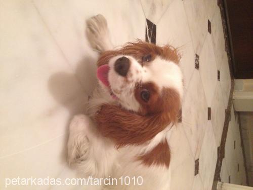 tarçın Erkek Cavalier King Charles Spanieli