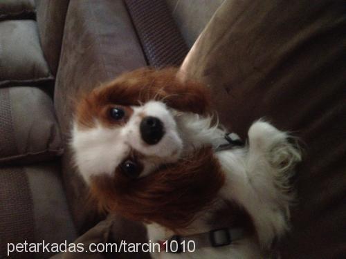 tarçın Erkek Cavalier King Charles Spanieli