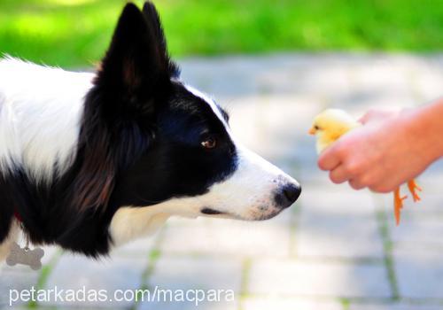 bobo Erkek Border Collie