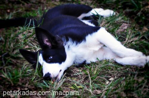 bobo Erkek Border Collie