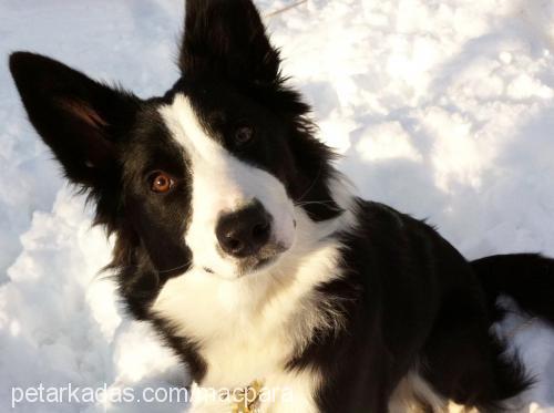 bobo Erkek Border Collie