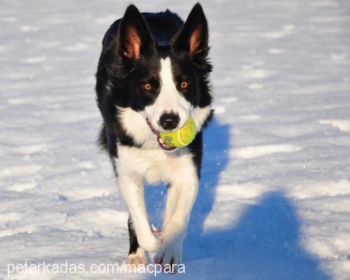 bobo Erkek Border Collie