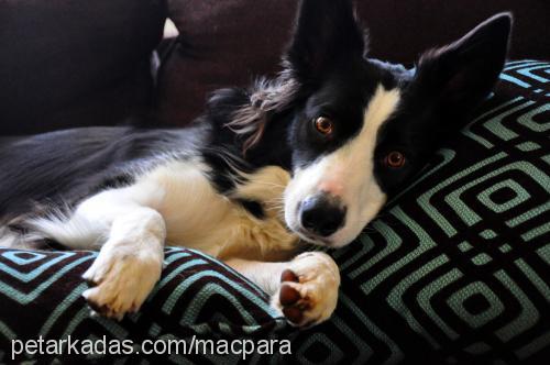 bobo Erkek Border Collie