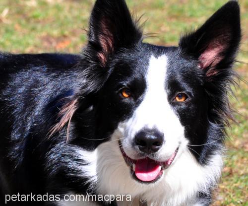 bobo Erkek Border Collie