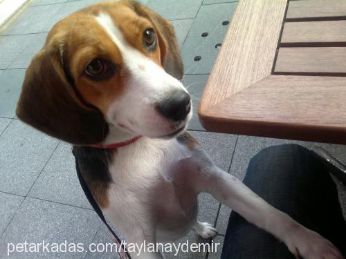 pita Dişi Beagle