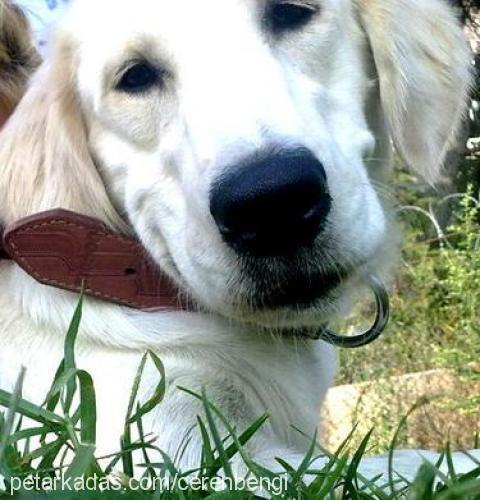 dasha Dişi Golden Retriever