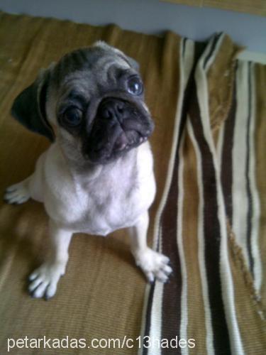 muffin Dişi Pug