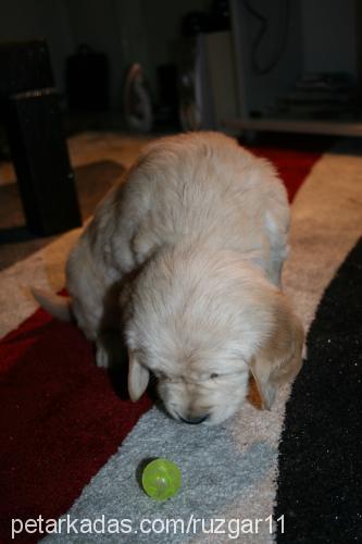 rüzgar Dişi Golden Retriever