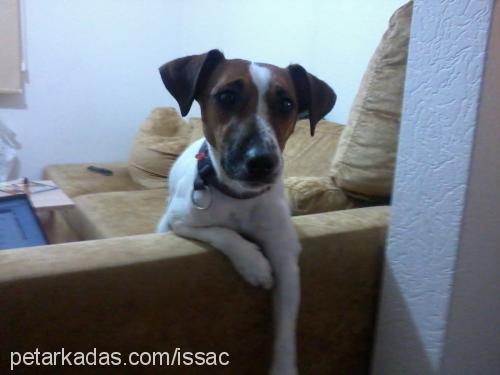 isaac Erkek Jack Russell Terrier