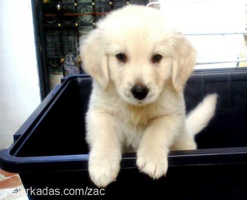 zac Erkek Golden Retriever