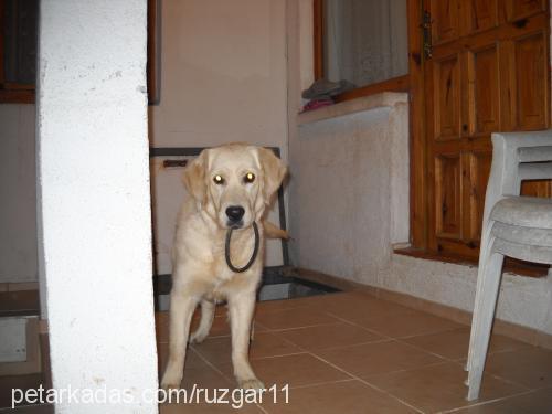 rüzgar Dişi Golden Retriever