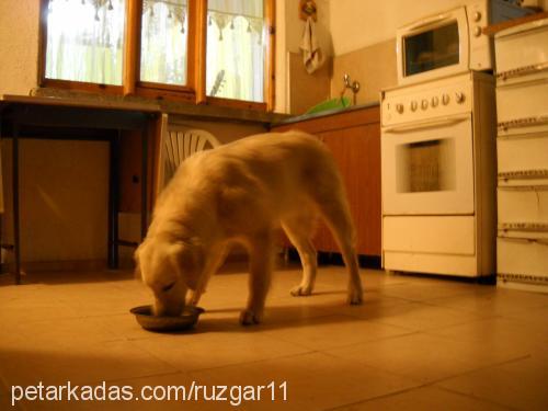 rüzgar Dişi Golden Retriever