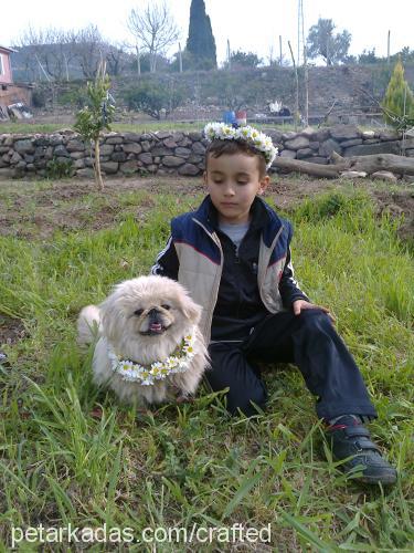 pamuk Erkek Pekingese