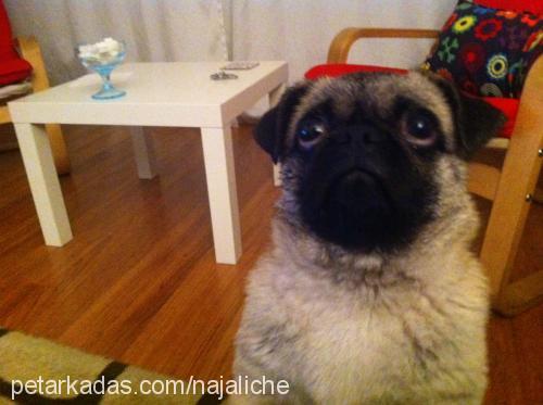 pugy Dişi Pug