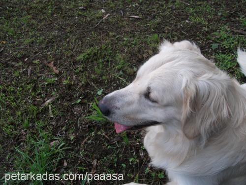 paşa Erkek Golden Retriever