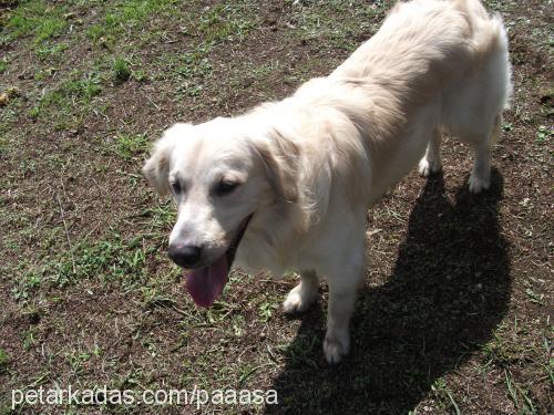 paşa Erkek Golden Retriever