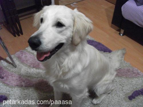 paşa Erkek Golden Retriever