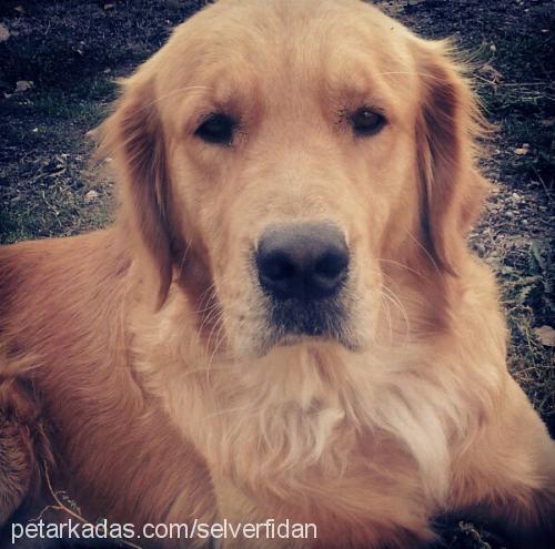 hector Erkek Golden Retriever